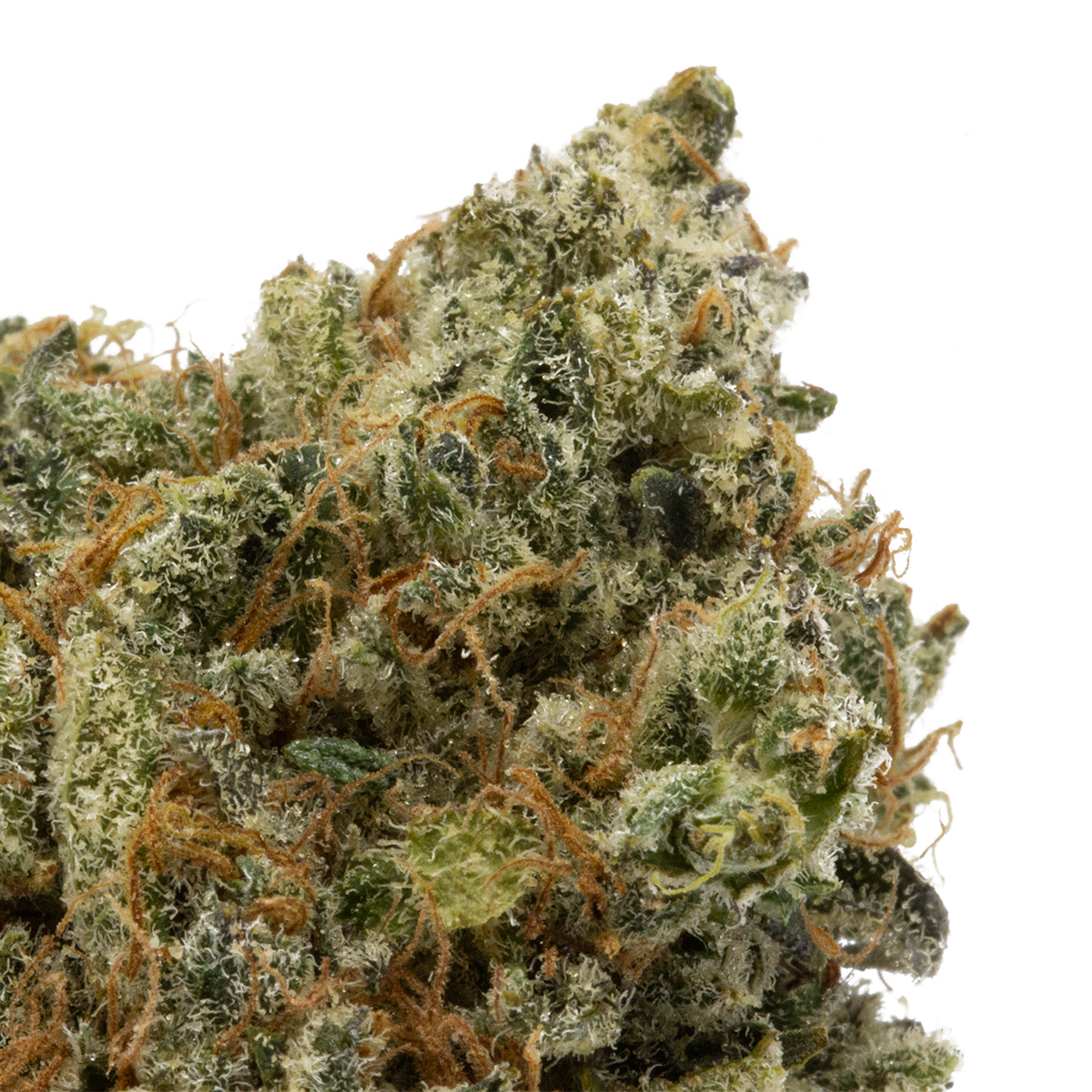 strawberry-jerry-09-24-21-closeup-1