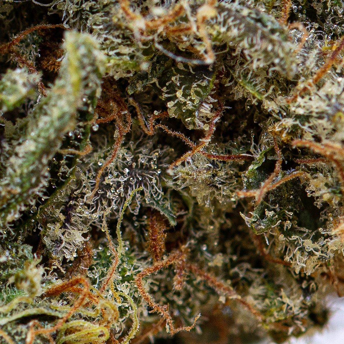 strawberry-jerry-09-24-21-macro-1