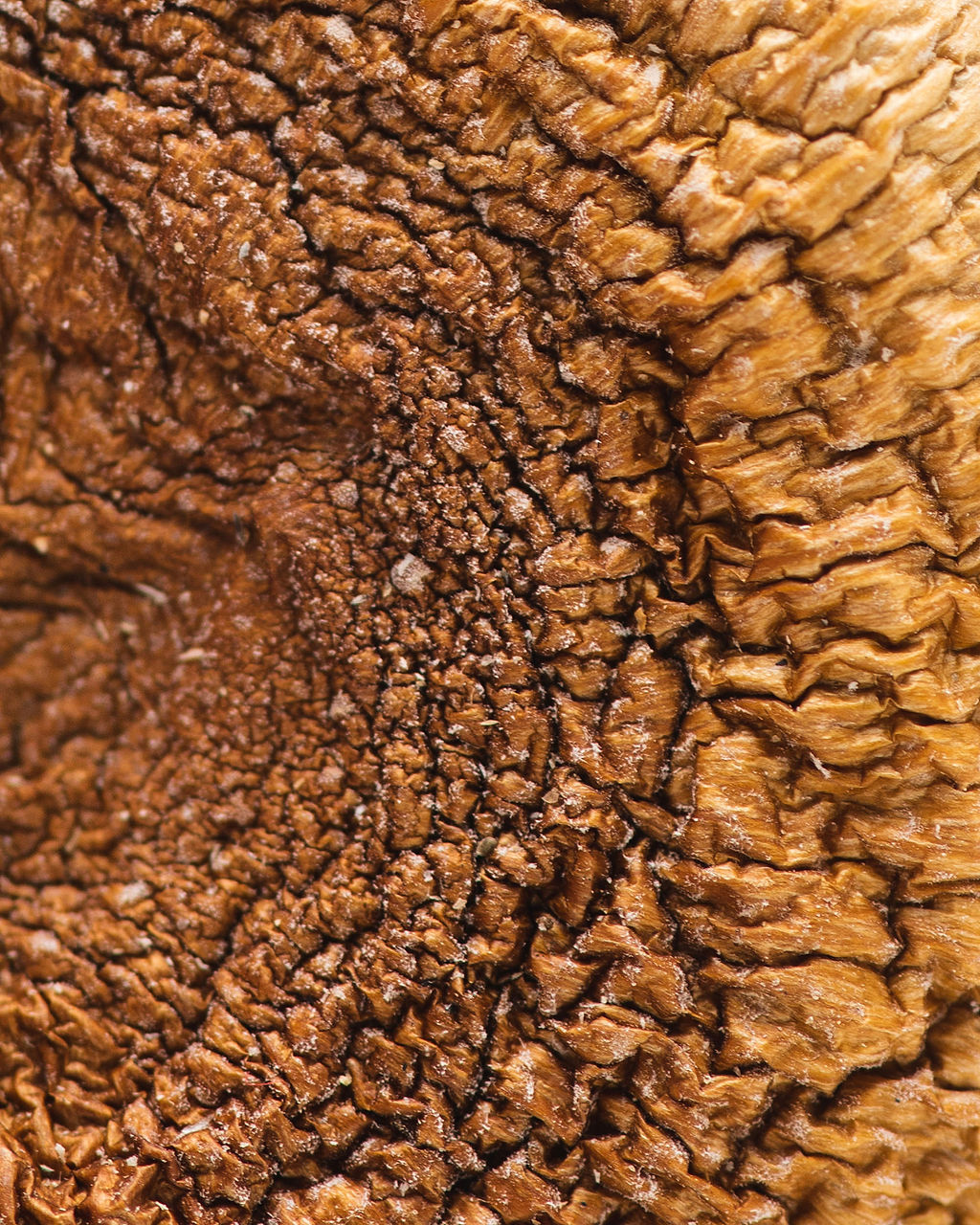 origin-goldenteacher-4-3