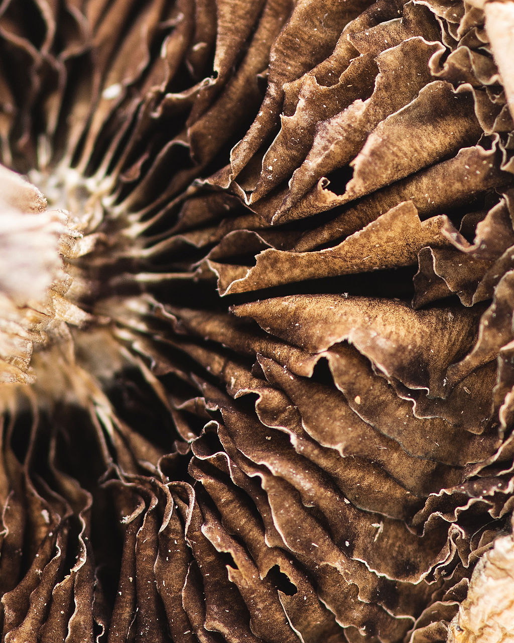 origin-goldenteacher-5-3