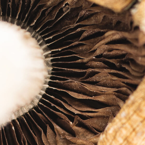 Origin: Raw Mushroom Mix & Match