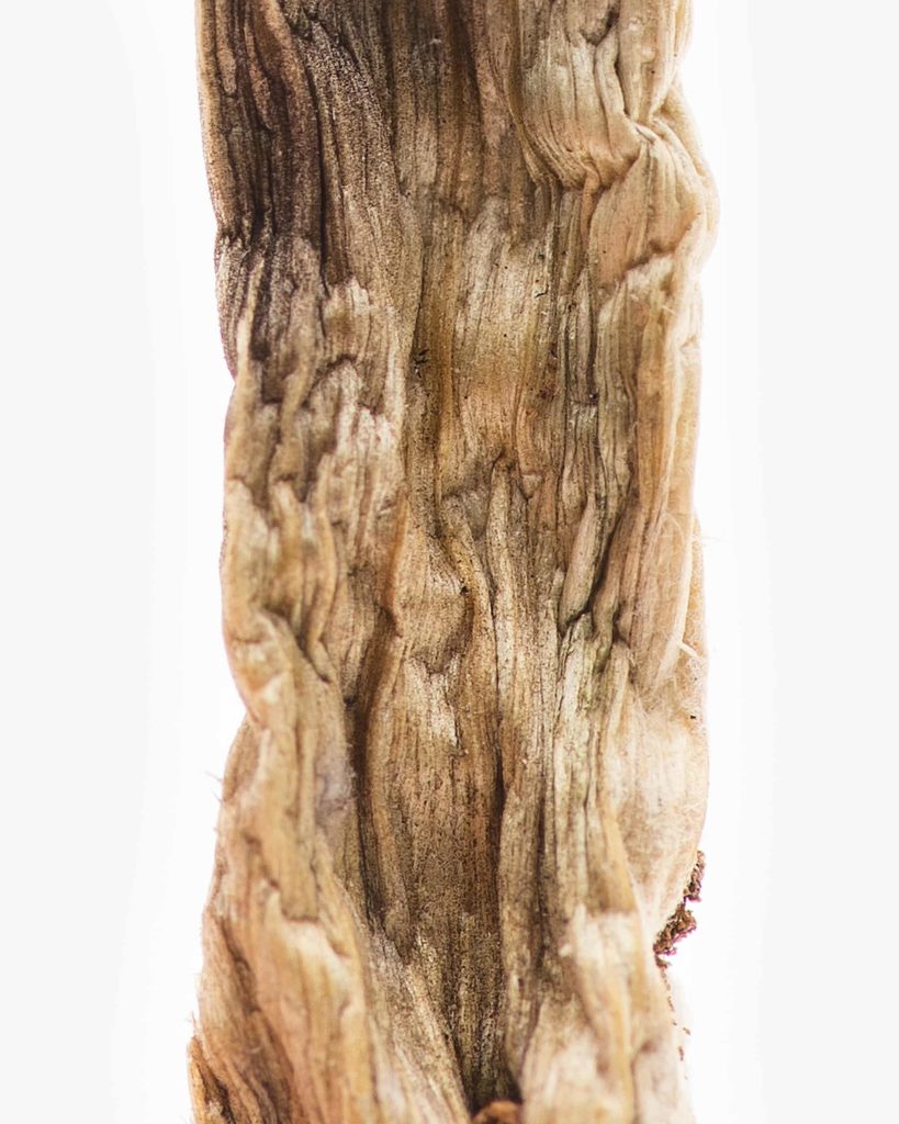 Origin-TexasYellowCaps5-min