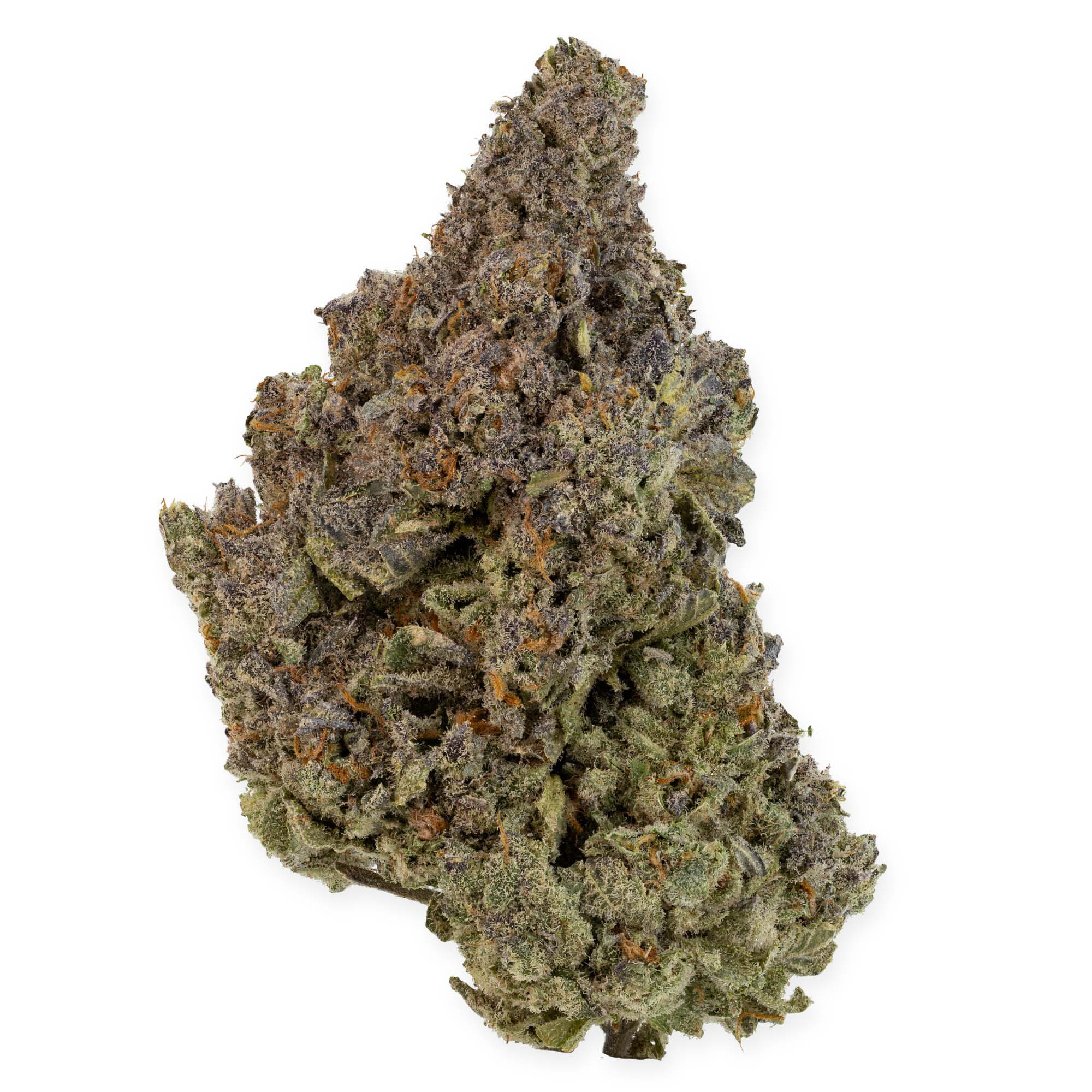 hush-runtz-03-18-24-bud-v2