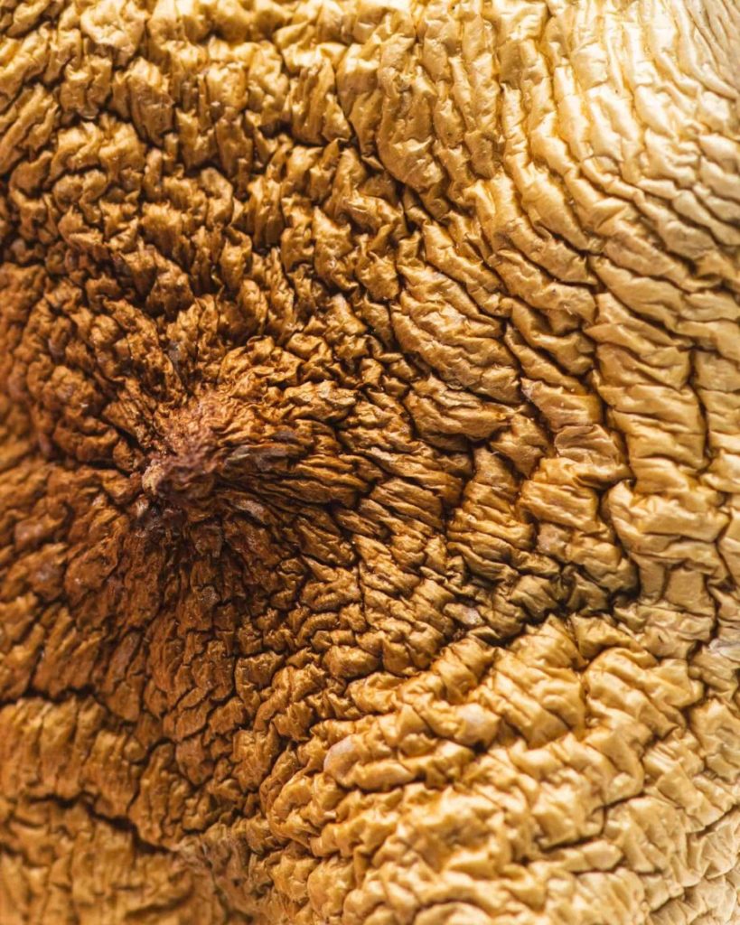 origin-texasyellowcaps4-min