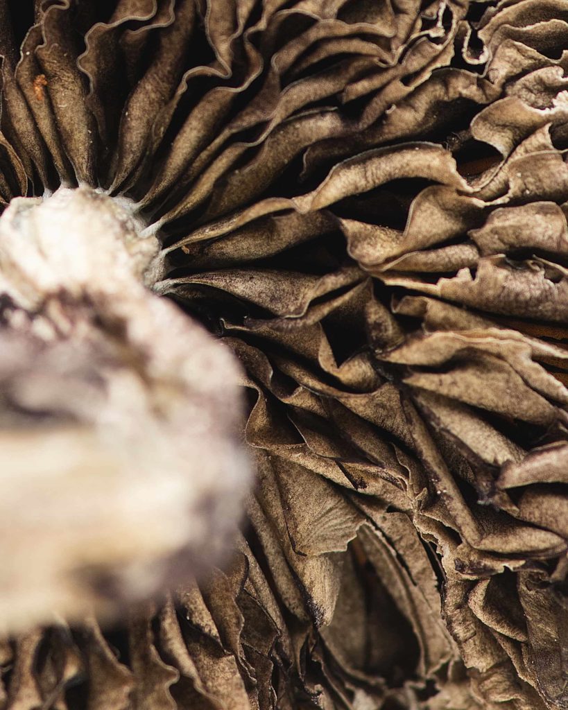 origin-texasyellowcaps6-min