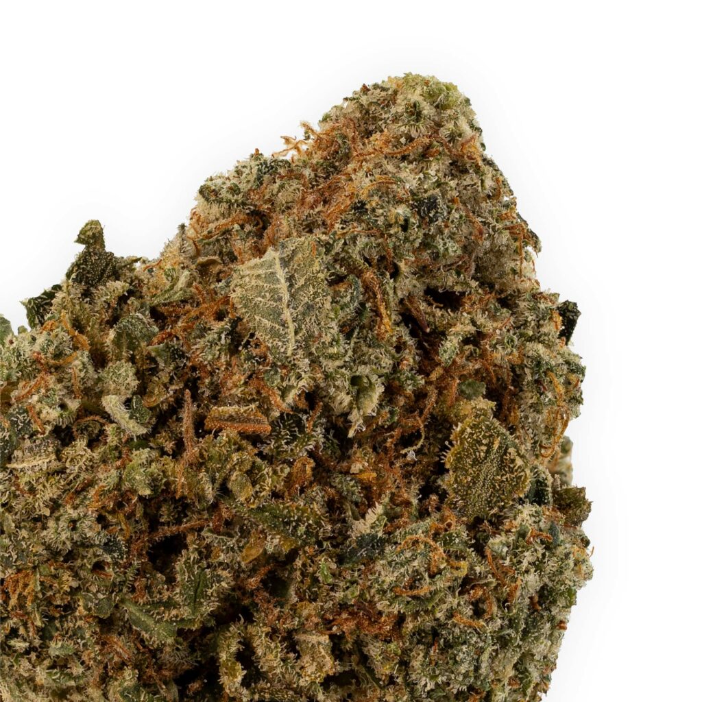 killa-gorilla-12-10-23-closeup
