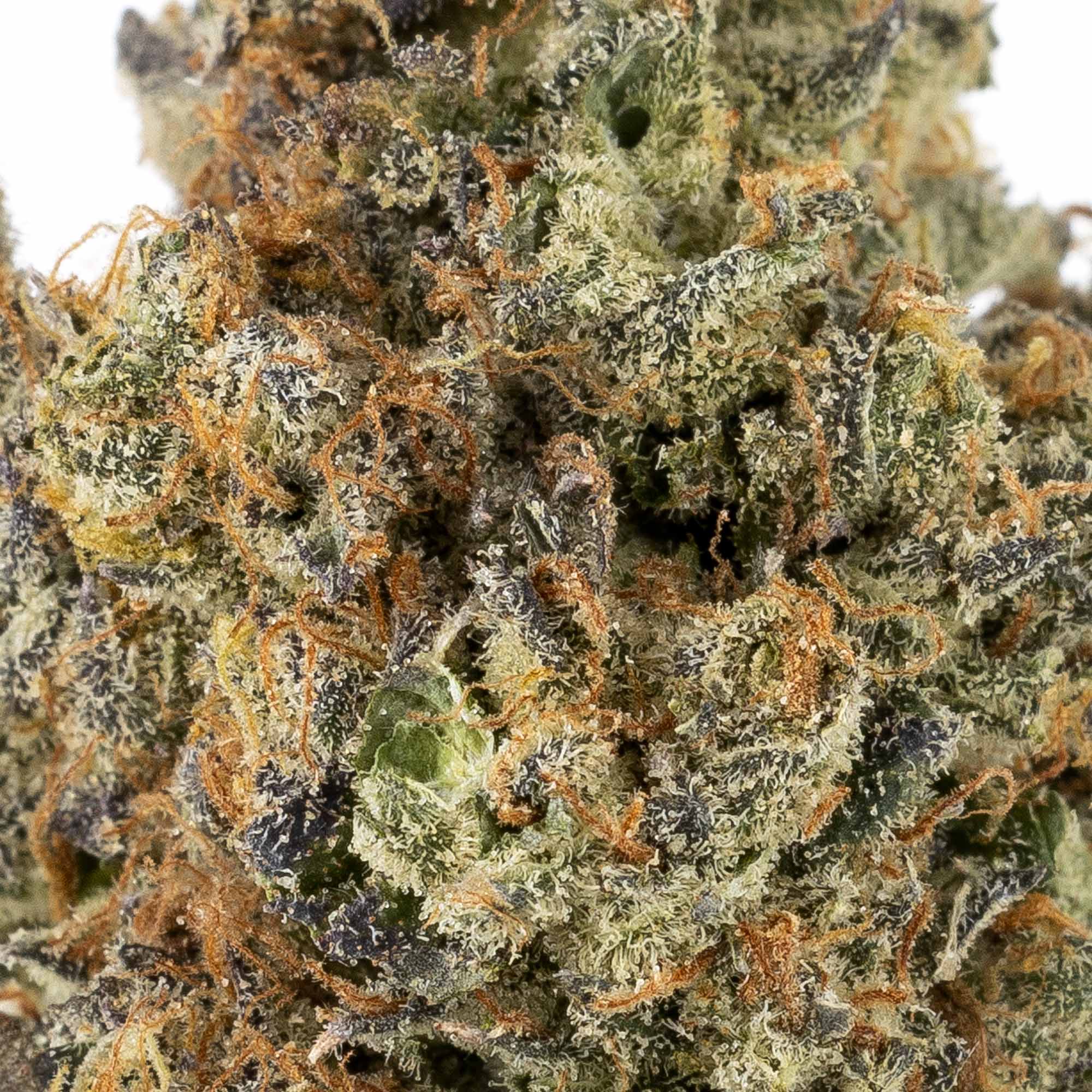 hush-vanilla-ice-01-14-25-macro