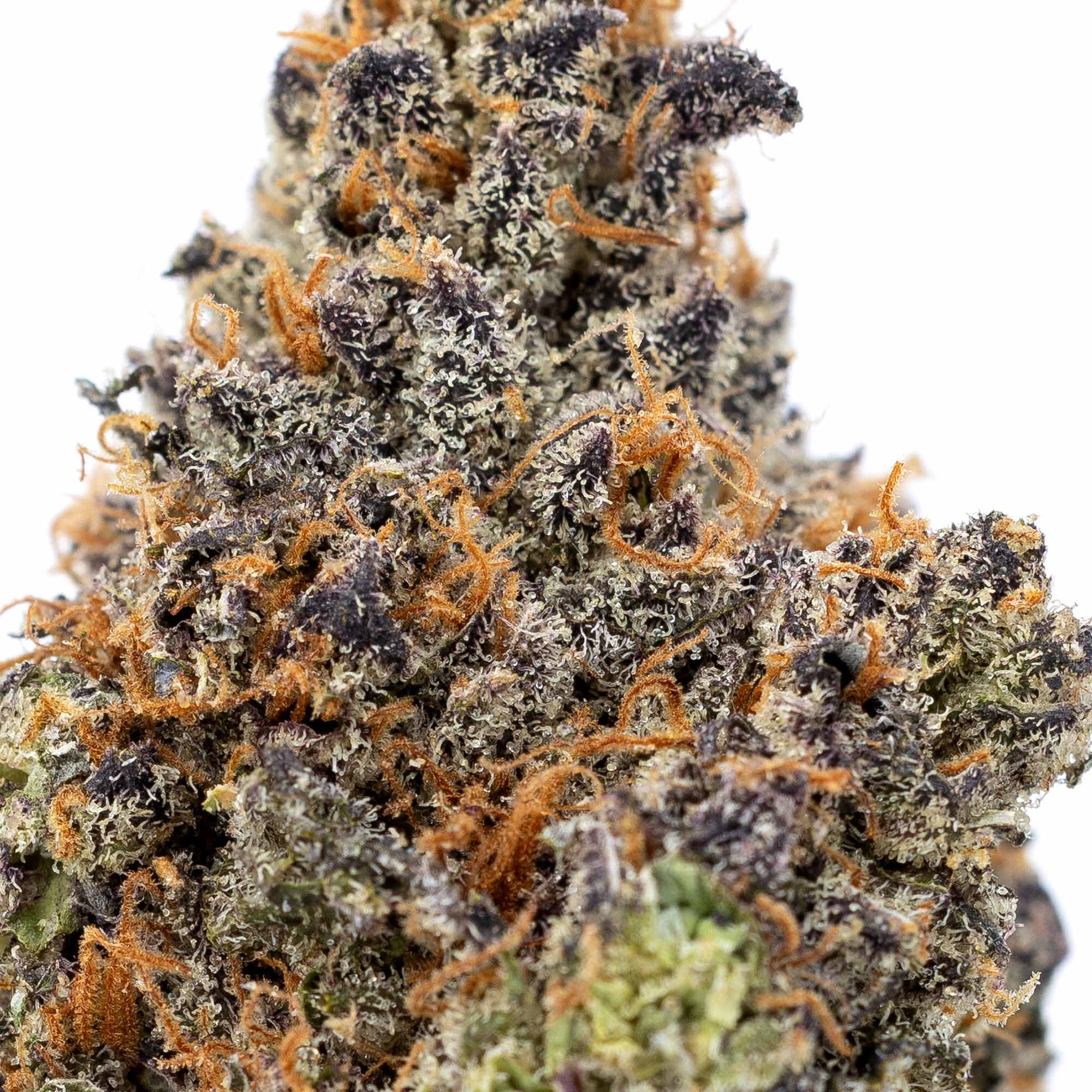 rick-james-11-02-25-macro