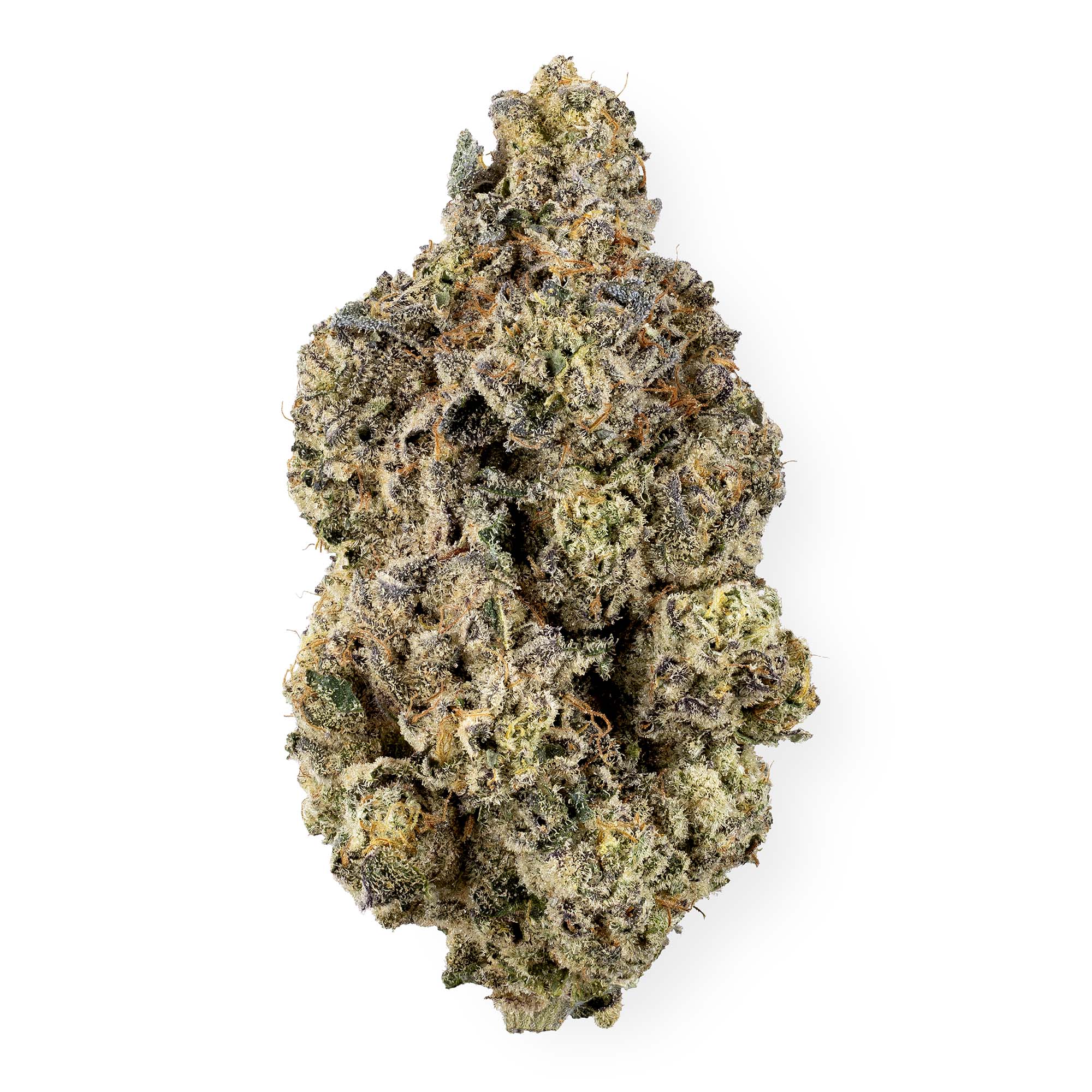 biscotti-chip-05-29-25-bud-1