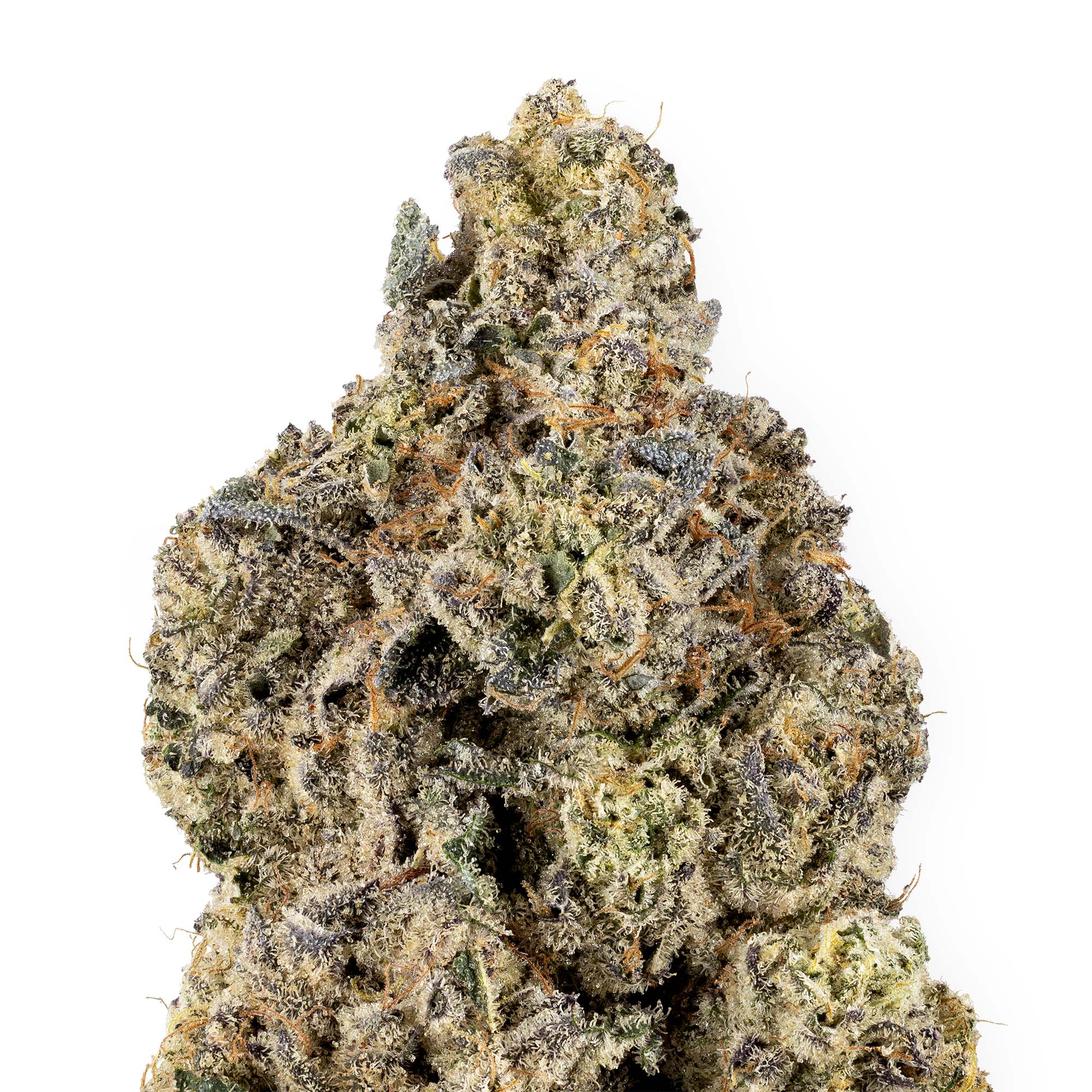 biscotti-chip-05-29-25-closeup-1