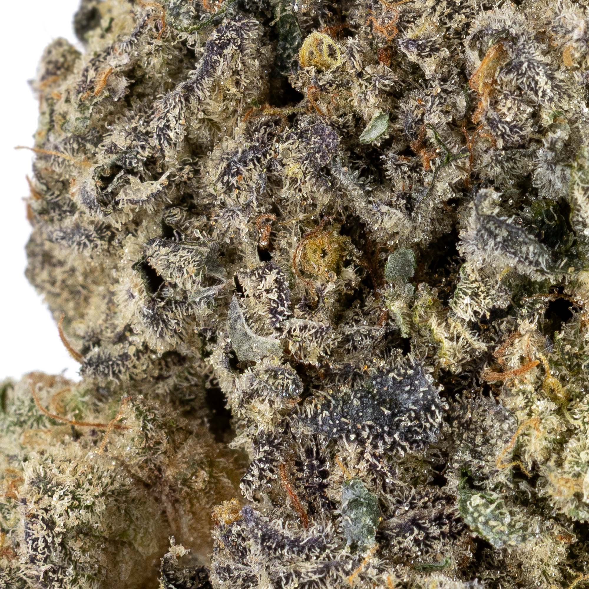 biscotti-chip-05-29-25-macro-1