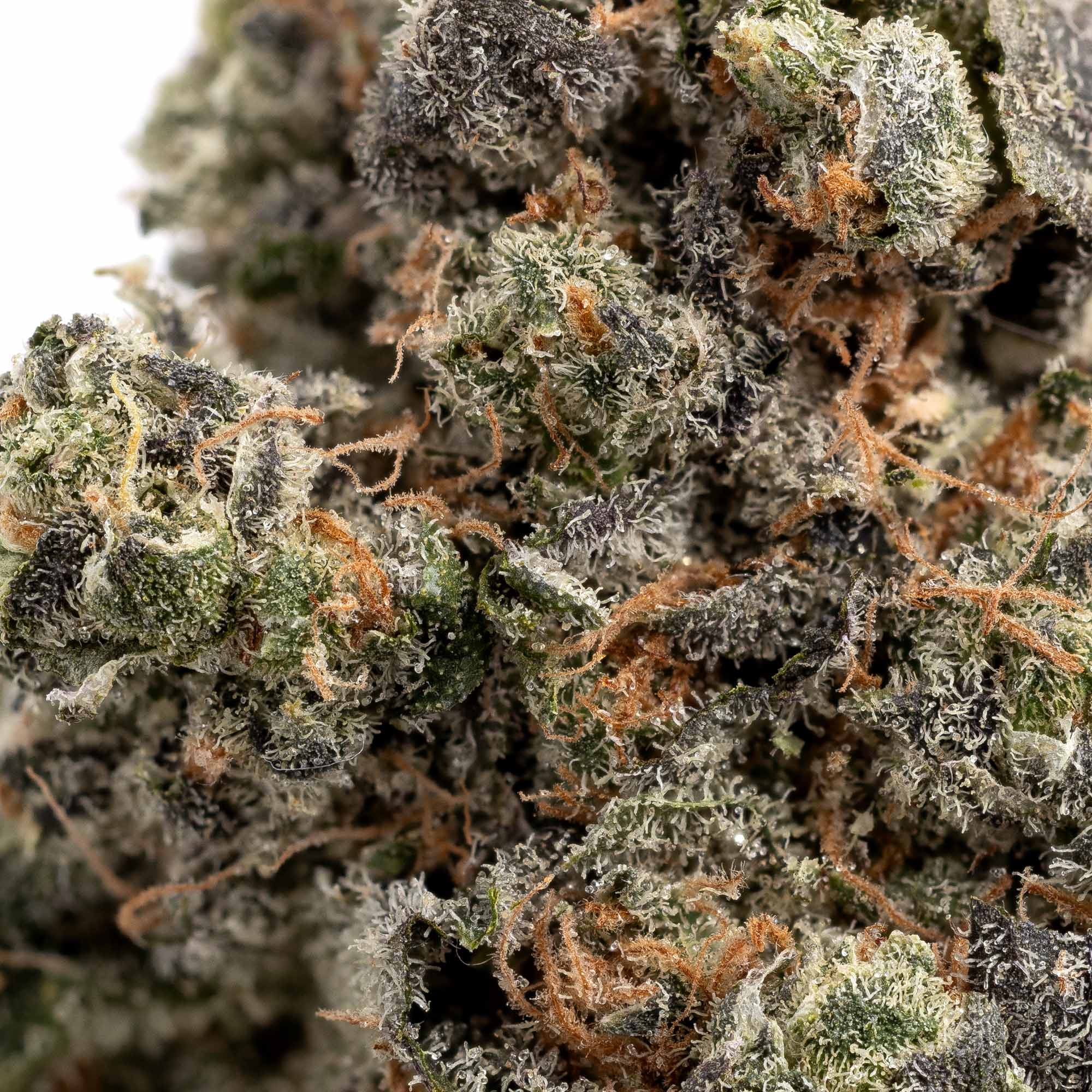 cherry-punch-blackberry-kush-01-08-26-macro