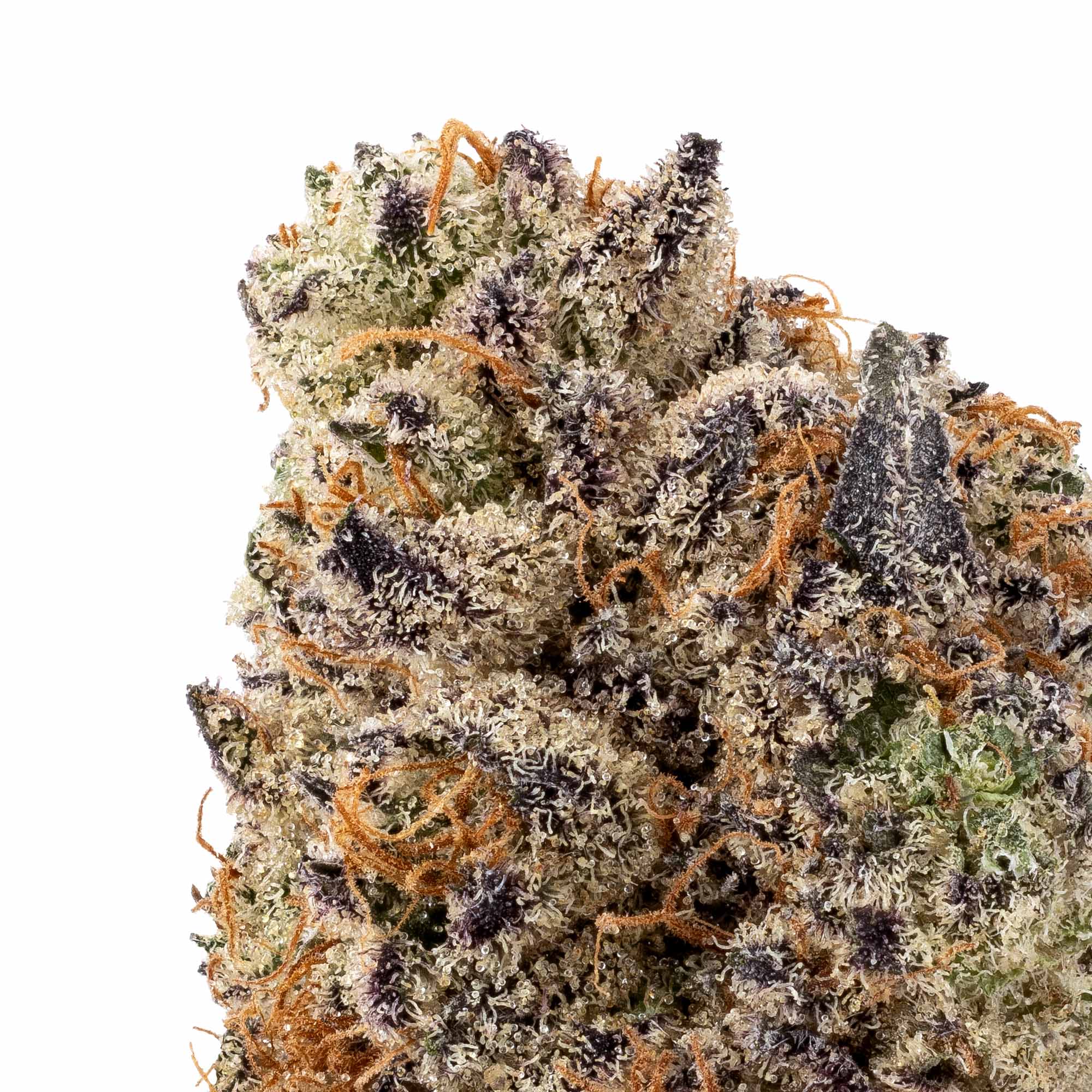 caked-cactus-smalls-05-05-26-closeup