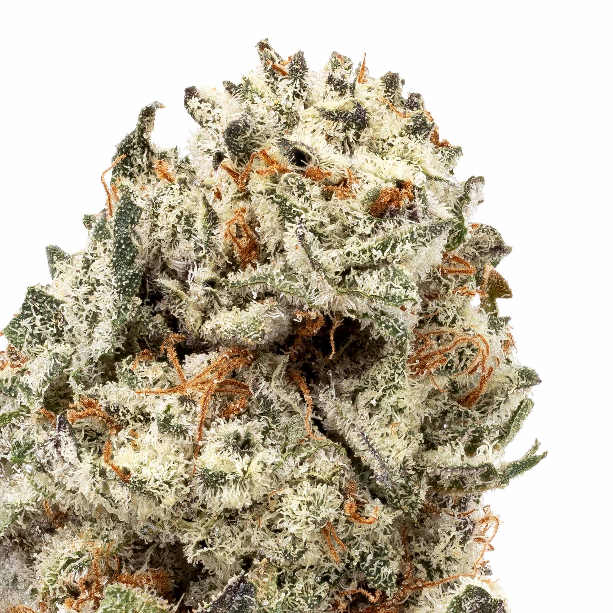 oreoz-smalls-05-05-26-closeup