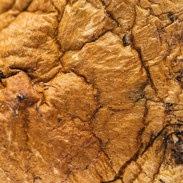 origin-mushrooms-malabar-coast-close-up-2