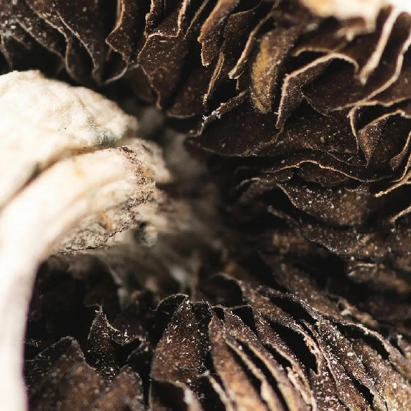 origin-mushrooms-malabar-coast-close-up-3