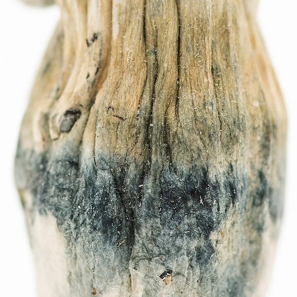 origin-mushrooms-malabar-coast-close-up