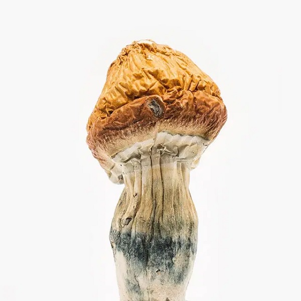 origin-mushrooms-malabar-coast-mush