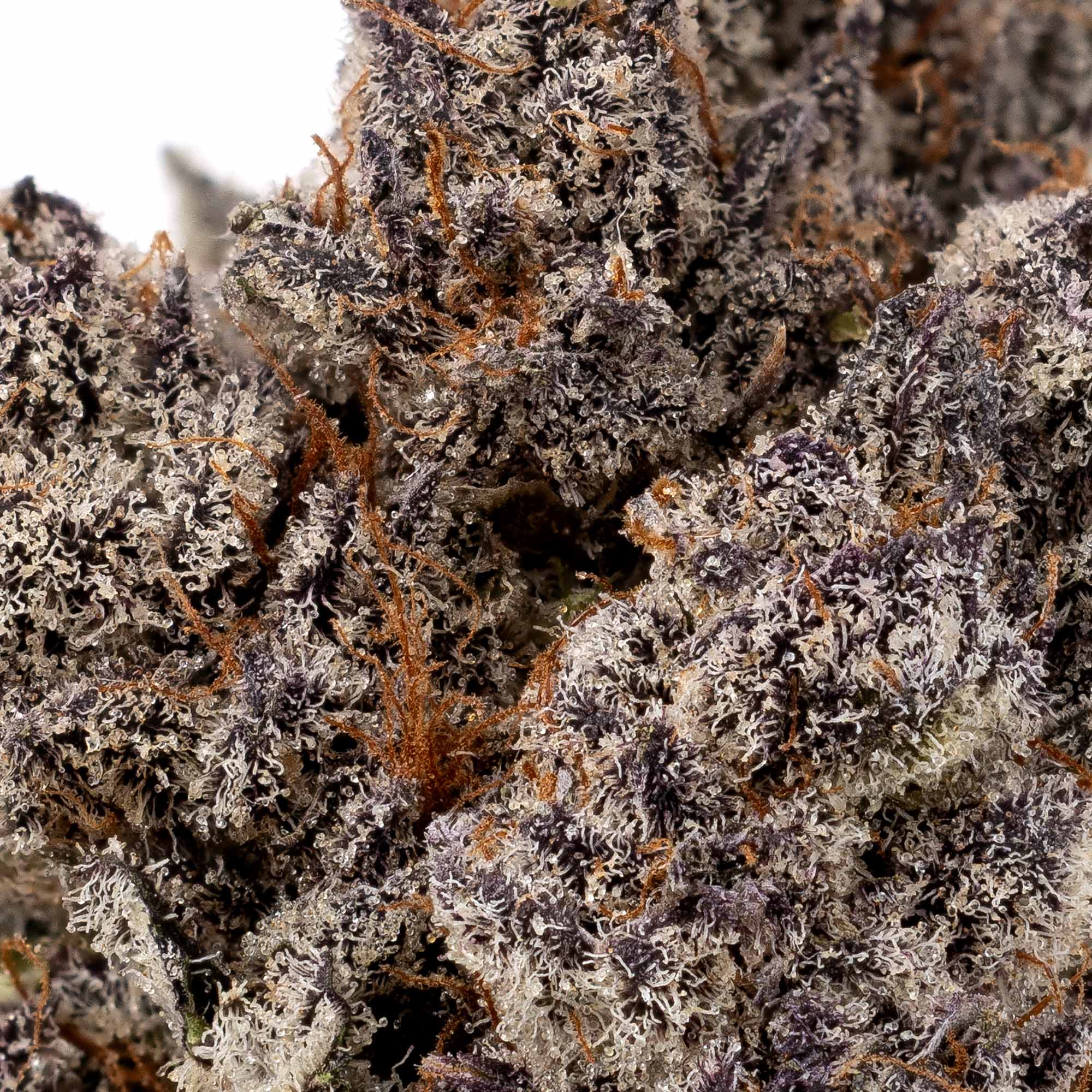 peach-destiny-05-05-26-macro