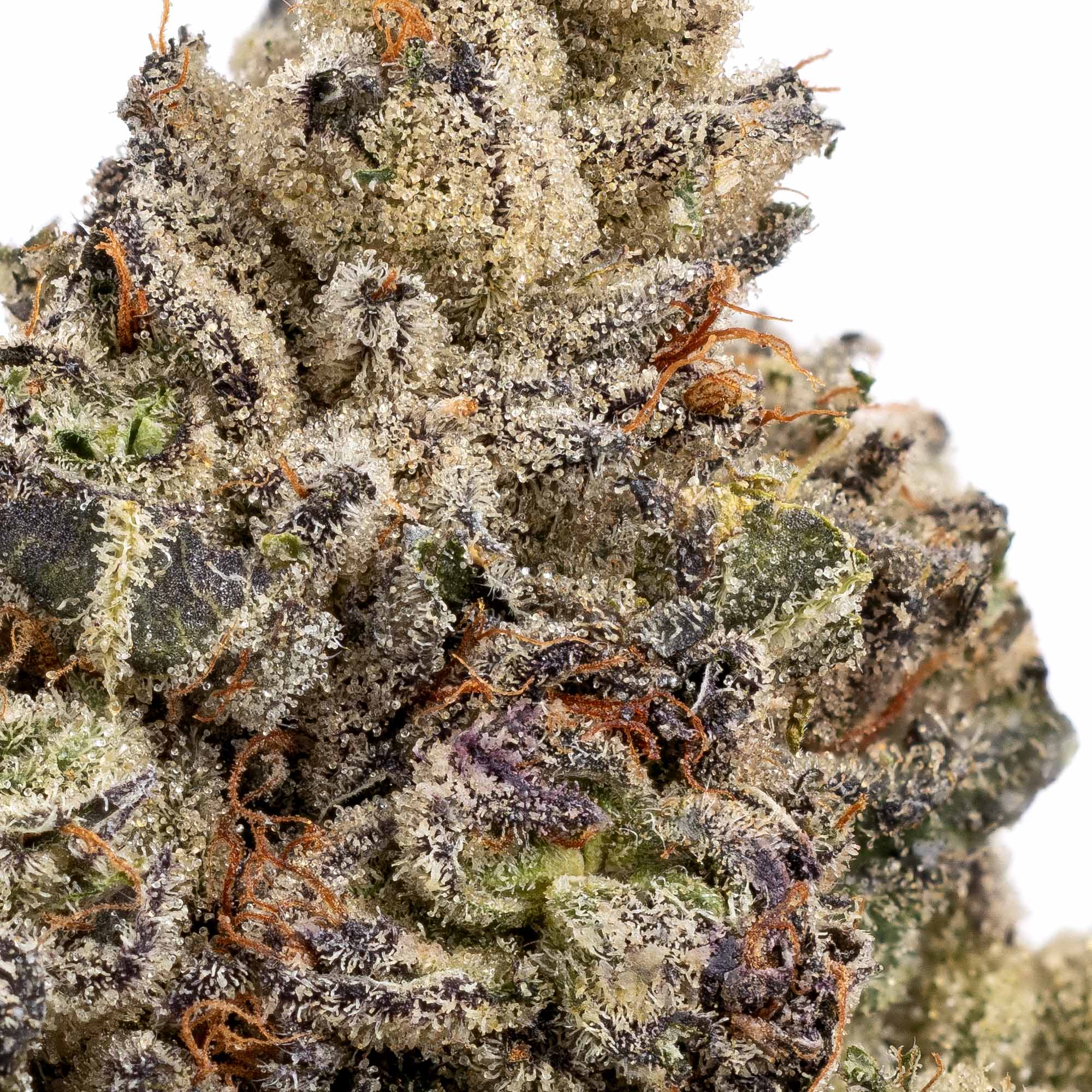violet-dreams-05-05-25-macro