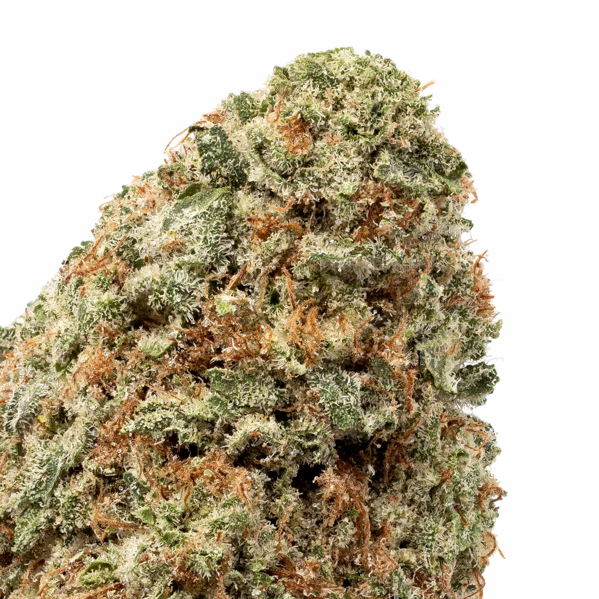 burmese-kush-x-florida-kush-06-01-26-closeup