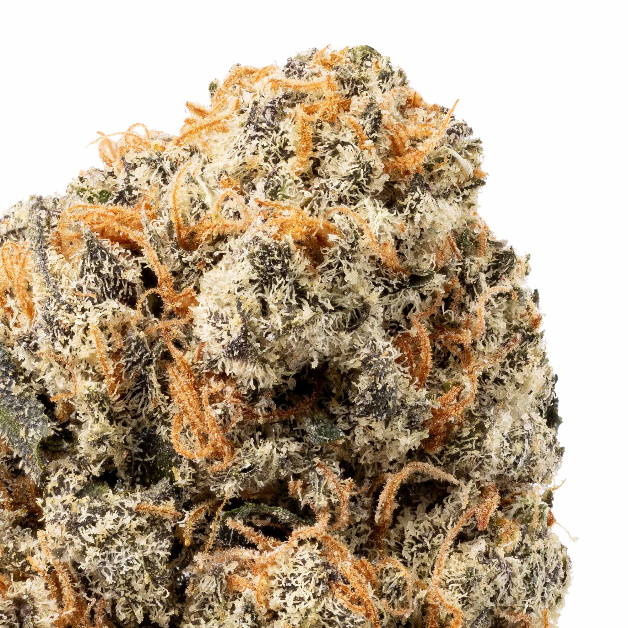 dosidos-smalls-06-01-26-closeup