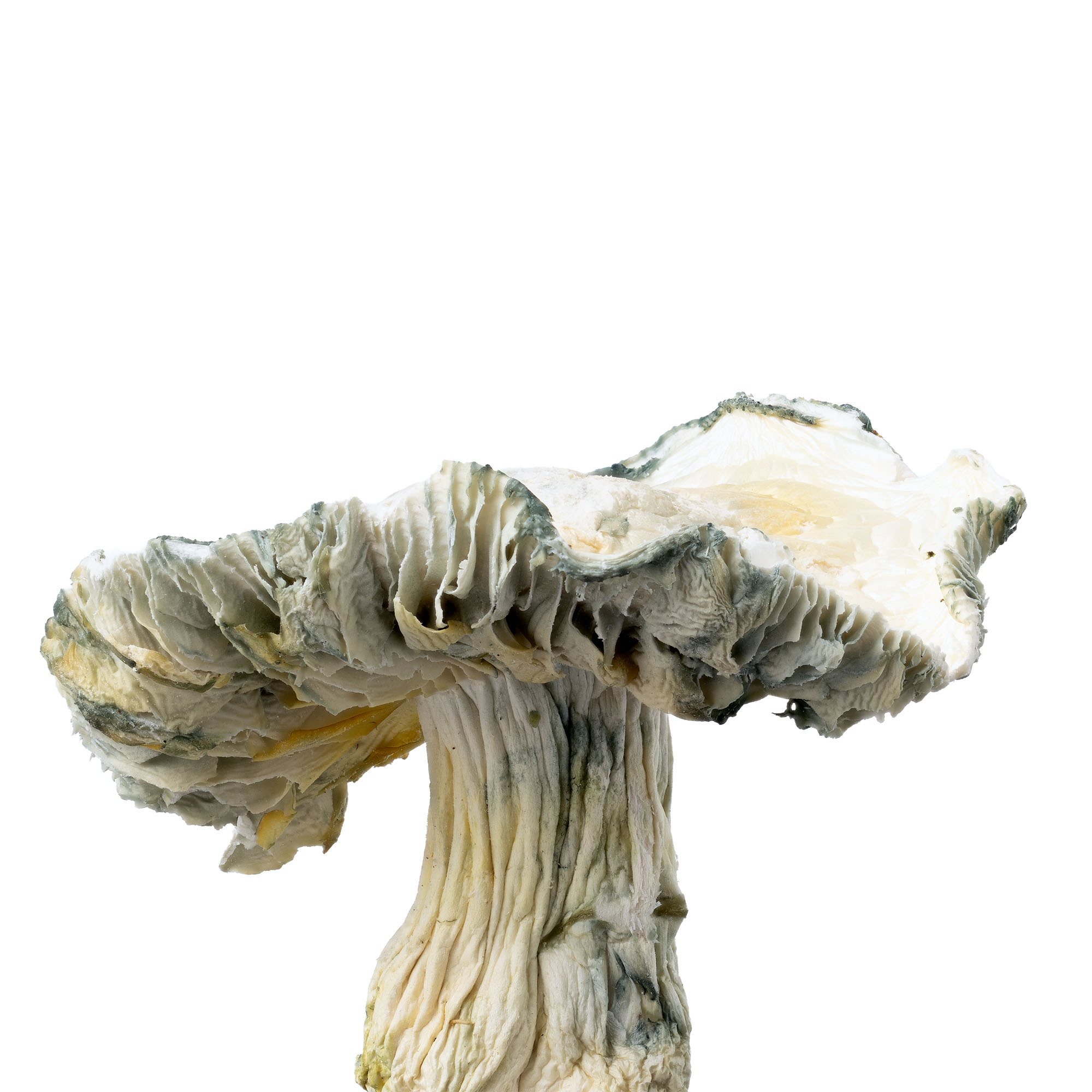 jack-frost-06-01-26-closeup