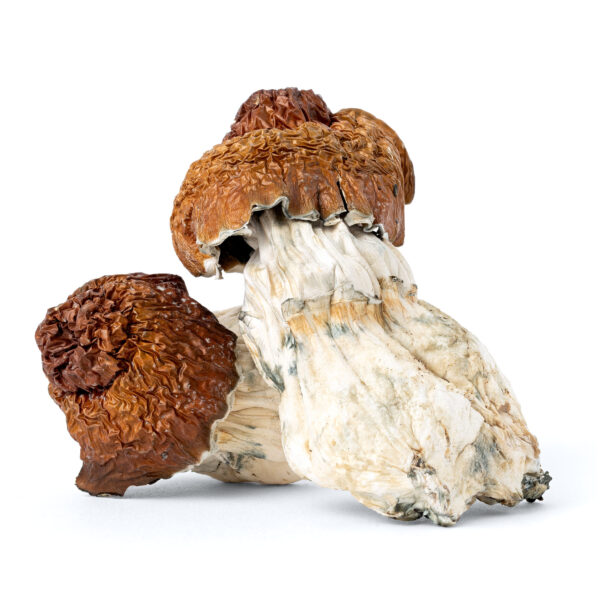 White Label: Mak - Mushrooms