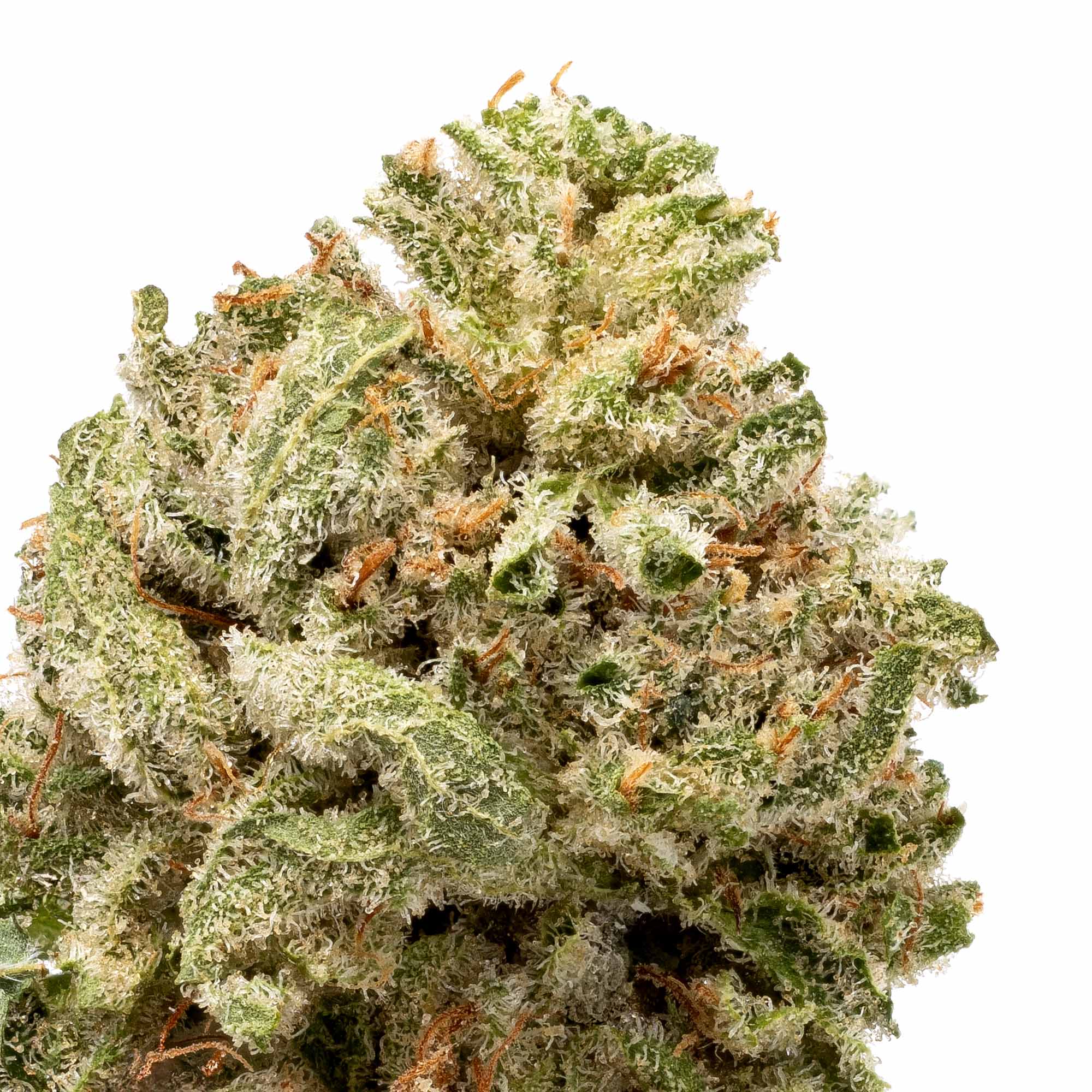 mac1-smalls-07-06-26-closeup