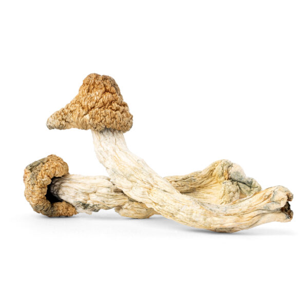 White Label: Melmac - Mushrooms