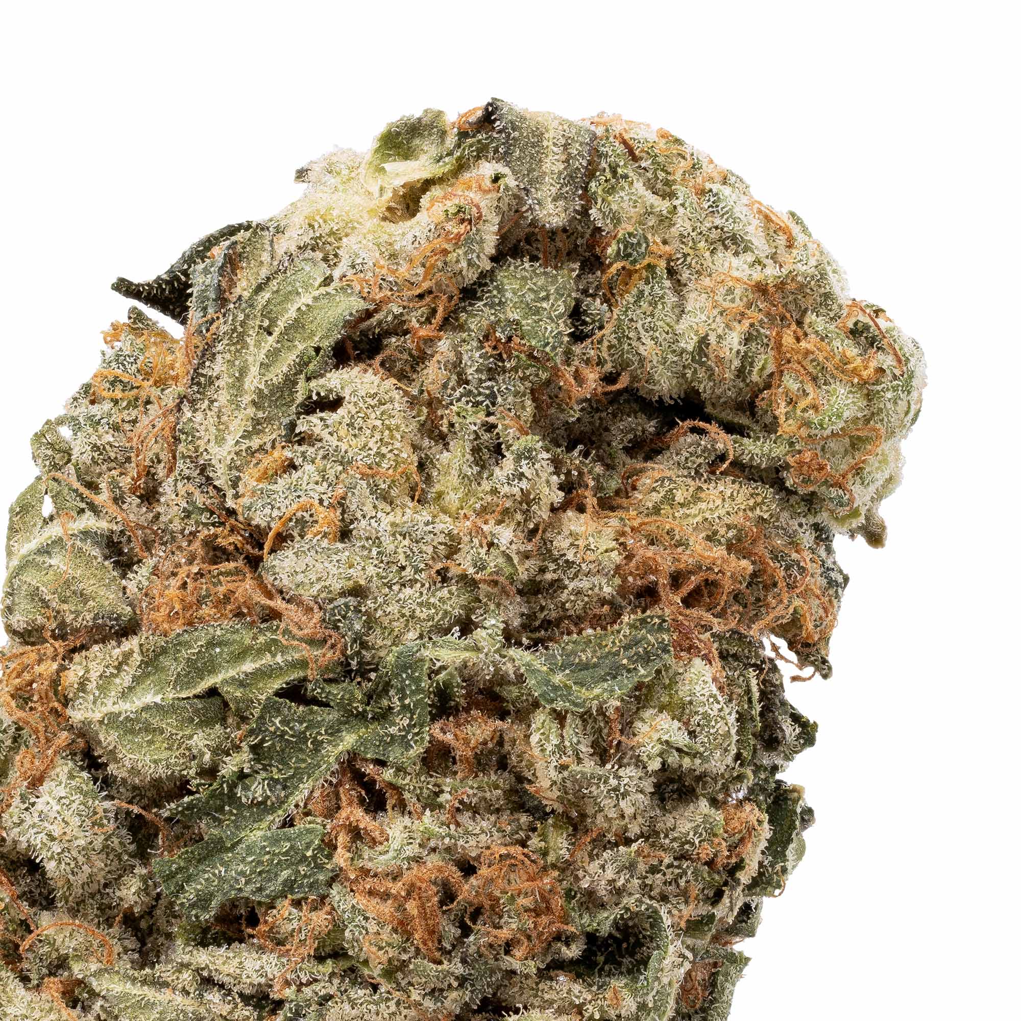 pink-bubba-07-24-26-closeup