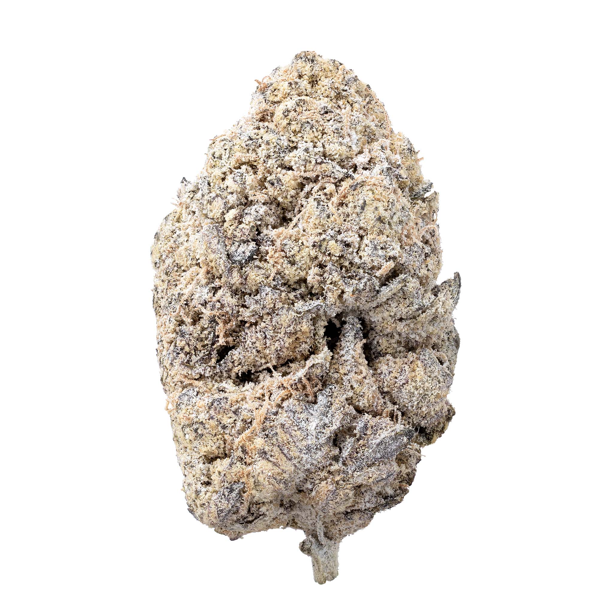 stardust-tropicanna-fuel-07-24-26-bud