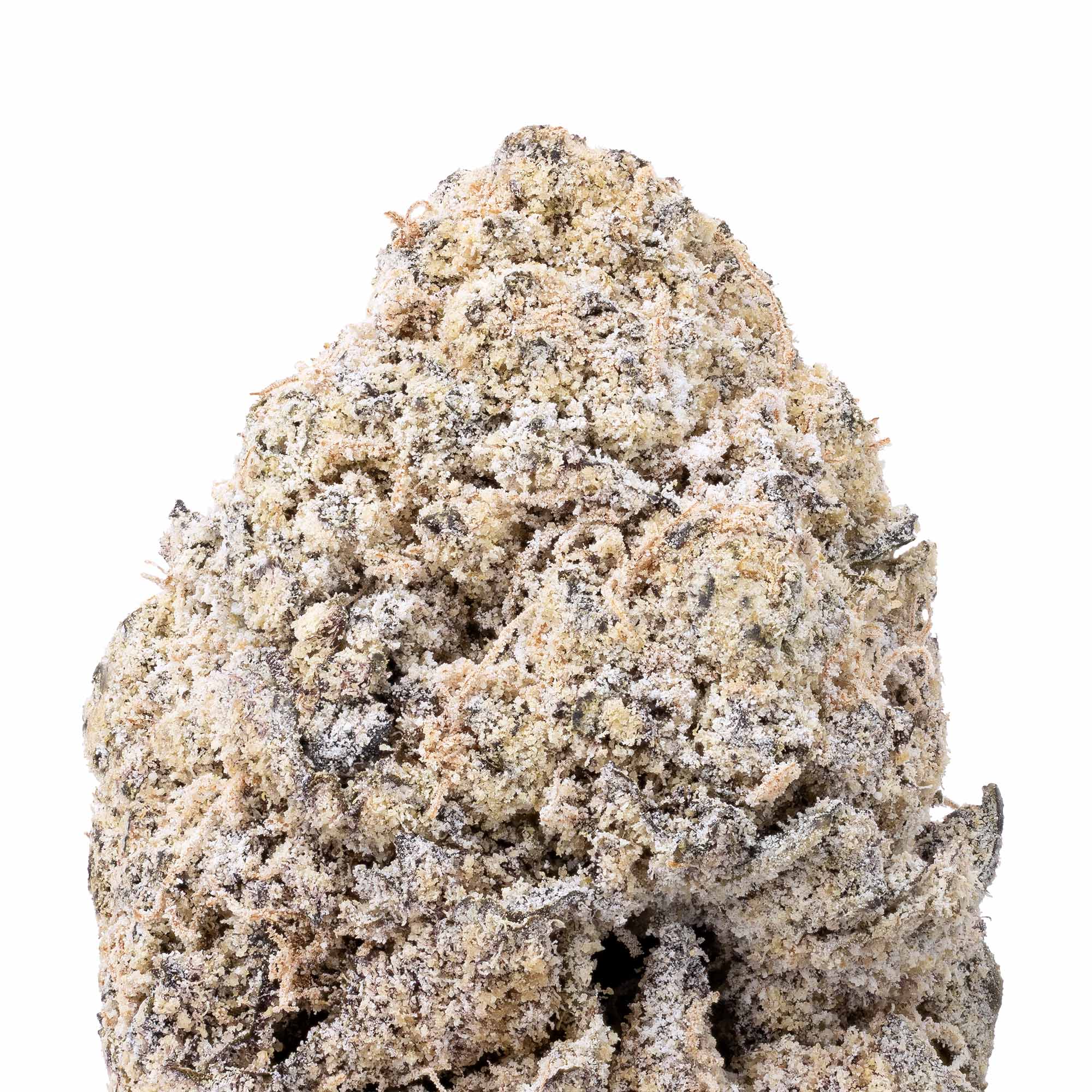 stardust-tropicanna-fuel-07-24-26-closeup